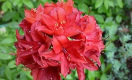 Nabucco - Azalia wielkokwiatowa - Nabucco - Rhododendron (Azalea)