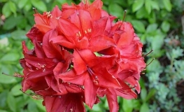 Nabucco - Azalea - Nabucco - Rhododendron (Azalea)