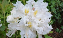 Oxydol - Azalia wielkokwiatowa - Oxydol - Rhododendron (Azalea)