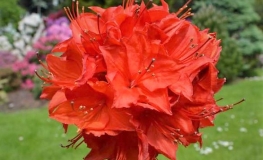 Parkfeuer - Azalea - Parkfeuer - Rhododendron (Azalea)