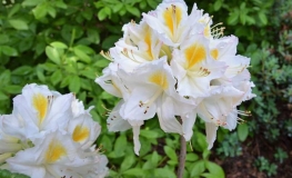 Persil - Azalea - Persil - Rhododendron (Azalea)