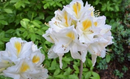 Persil - Azalia wielkokwiatowa - Persil - Rhododendron (Azalea)