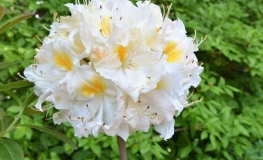 Schneegold - Azalea - Schneegold - Rhododendron (Azalea)