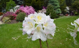 Silver Slipper - Azalia wielkokwiatowa - Silver Slipper - Rhododendron (Azalea)