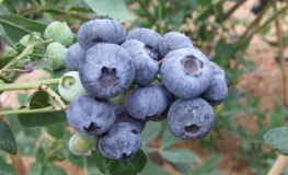 Chanticleer - Highbush blueberry - Chanticleer - Vaccinium corymbosum