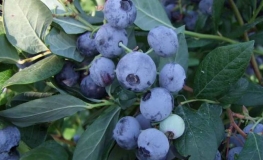 Draper - Blueberry under license - Draper - Vaccinium corymbosum