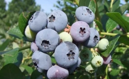 Elizabeth - Heidelbeere - Elizabeth - Vaccinium corymbosum