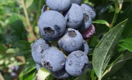 Goldtraube - Highbush Blueberry - Goldtraube - Vaccinium corymbosum