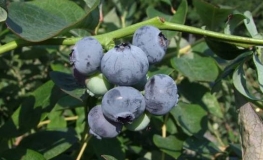 Nelson - Highbush blueberry - Nelson - Vaccinium corymbosum