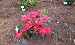 Frühlingsglühen - Рододендрон гибридный - Frühlingsglühen - Rhododendron hybridum ; Rhododendron hirtipes