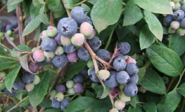 Arto PBR - Heidelbeere - Arto PBR - Vaccinium  angustifolium x Vaccinium corymbosum