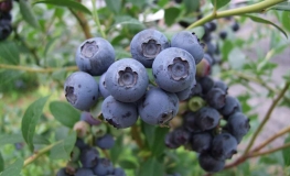 Bluetta - Highbush blueberry - Bluetta - Vaccinium corymbosum