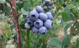 Hardyblue - Heidelbeere - Hardyblue - Vaccinium corymbosum