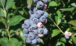 Meader - Highbush blueberry - Meader - Vaccinium corymbosum