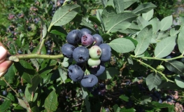 Northblue - Halfhigh Blueberry - Northblue - Vaccinium angustifolium x Vaccinium corymbosum