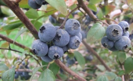 Elliott - Highbush blueberry - Elliott - Vaccinium corymbosum