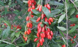 Lycium barbarum 'New Big' - Goji berry - Lycium barbarum 'New Big'