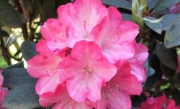 Fantastica - różanecznik jakuszimański - Fantastica - Rhododendron yakushimanum
