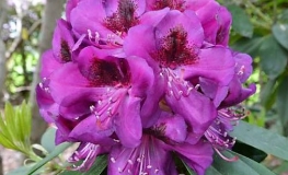 Burgundula - Рододендрон гибридный - Burgundula - Rhododendron hybridum
