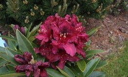 Kali - różanecznik wielkokwiatowy - Kali - Rhododendron hybridum