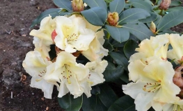 Horizon Monarch- Рододендрон гибридный - Horizon Monarch - Rhododendron hybridum