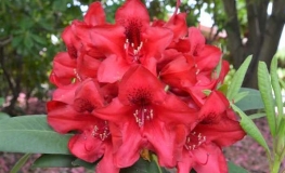 Independence Day- Рододендрон гибридный - Independence Day - Rhododendron hybridum