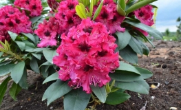 Marie Forte- Рододендрон гибридный - Marie Forte - Rhododendron hybridum