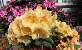 Paprica Spiced - Рододендрон гибридный - Paprica Spiced - Rhododendron hybridum
