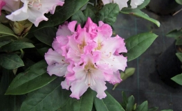 Pohjola's Daughter - Rhododendron Hybride - Pohjola's Daughter - Rhododendron hybridum