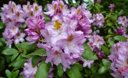 Ricarda- Рододендрон гибридный - Ricarda - Rhododendron hybridum