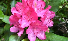 Rossellini- Рододендрон гибридный - Rossellini - Rhododendron hybridum