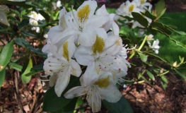 Madame Masson - Рододендрон гибридный - Madame Masson - Rhododendron hybridum