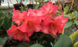 Maskarill- dichroanthum   - Рододендрон гибридный - Maskarill- dichroanthum   - Rhododendron hybridum