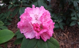 Rosa Millennium - Рододендрон гибридный - Rosa Millennium  - Rhododendron hybridum