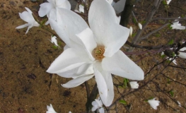 x loebneri 'Snowdrift' - Loebner Magnolie - Magnolia x loebneri 'Snowdrift'