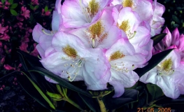 Brigitte - insigne-hybr. - różanecznik wielkokwiatowy - Brigitte -  insigne-hybr. - Rhododendron hybridum