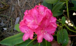 Burgemeester Aarts - Рододендрон гибридный - Burgemeester Aarts - Rhododendron hybridum