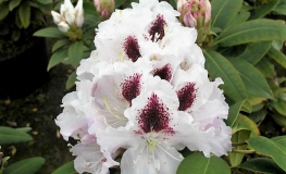 Calsap - różanecznik wielkokwiatowy - Calsap - Rhododendron hybridum