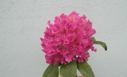 Caractacus catawbiense - Рододендрон гибридный - Caractacus catawbiense - Rhododendron hybridum