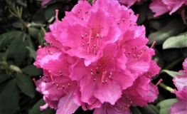 Catharine van Tol - Рододендрон гибридный - Catharine van Tol - Rhododendron hybridum