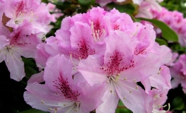 Cheer - różanecznik wielkokwiatowy - Cheer - Rhododendron hybridum