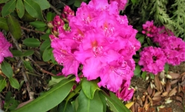 Claudine - Рододендрон гибридный - Claudine - Rhododendron hybridum