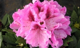 Cosmopolitan - Рододендрон гибридный - Cosmopolitan - Rhododendron hybridum