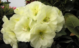 Creamy Chiffon - Рододендрон гибридный - Creamy Chiffon - Rhododendron hybridum