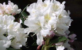 Cunningham's White - caucasicum-hybr. - różanecznik wielkokwiatowy - Cunningham's White - Rhododendron hybridum