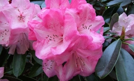 Dame Nellie Melba   - Рододендрон гибридный - Dame Nellie Melba   - Rhododendron hybridum