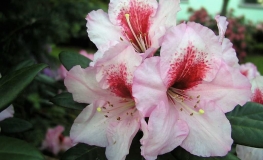 Diadem - fortunei-hybr. - Rhododendron hybrid - Diadem - Rhododendron hybridum