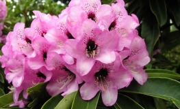 Dominik - Рододендрон гибридный - Dominik - Rhododendron hybridum