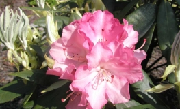 Don Giovanni - Рододендрон гибридный - Don Giovanni  - Rhododendron hybridum