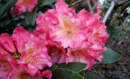 Dr. Ans Heyting - Рододендрон гибридный - Dr. Ans Heyting - Rhododendron hybridum